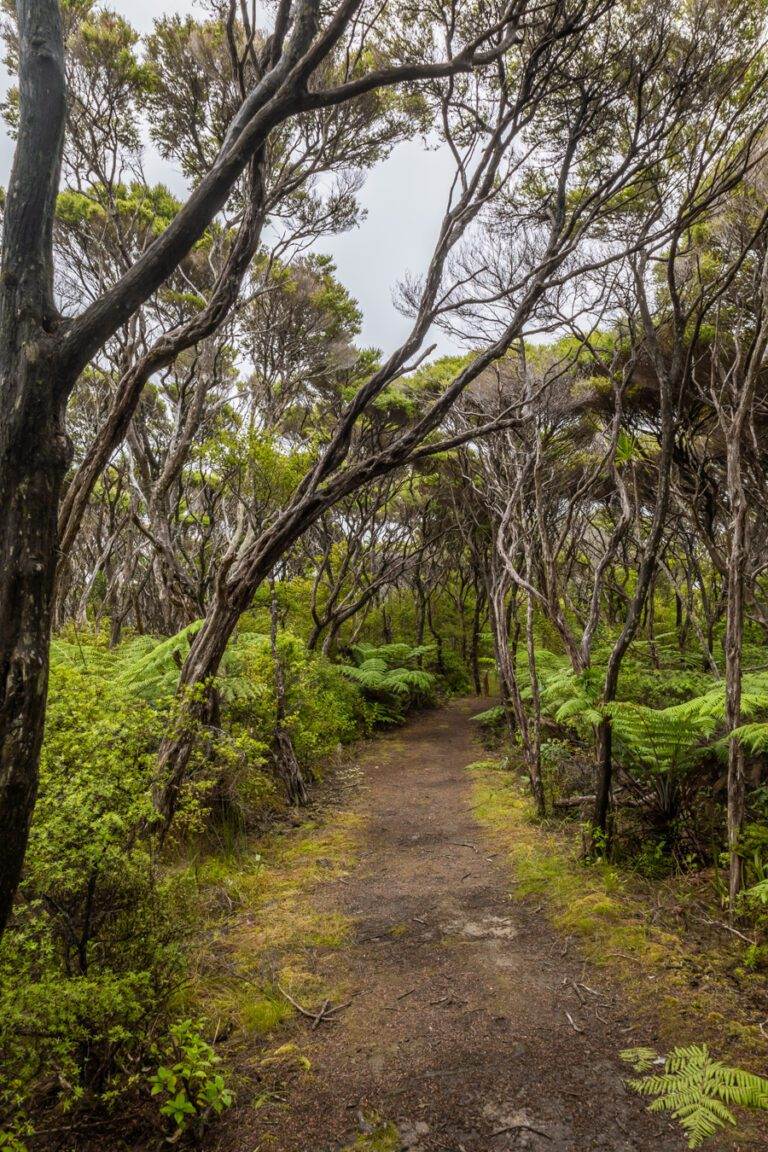 Forest pathway on the Cape Brett track hike