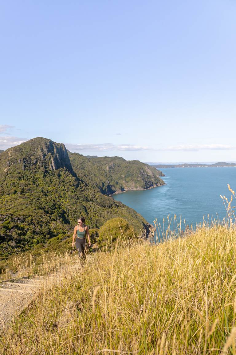 omanawanui track outlook walks in the waitākere ranges