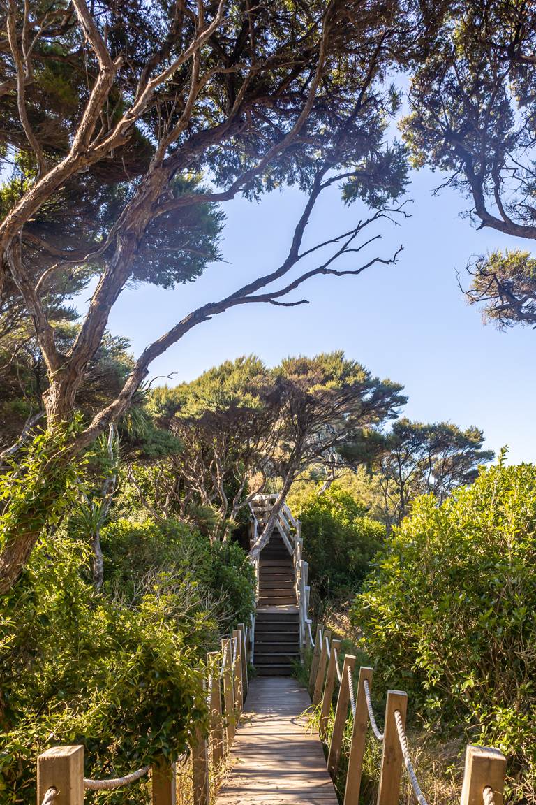 boardwalk hiking in north island New Zealand