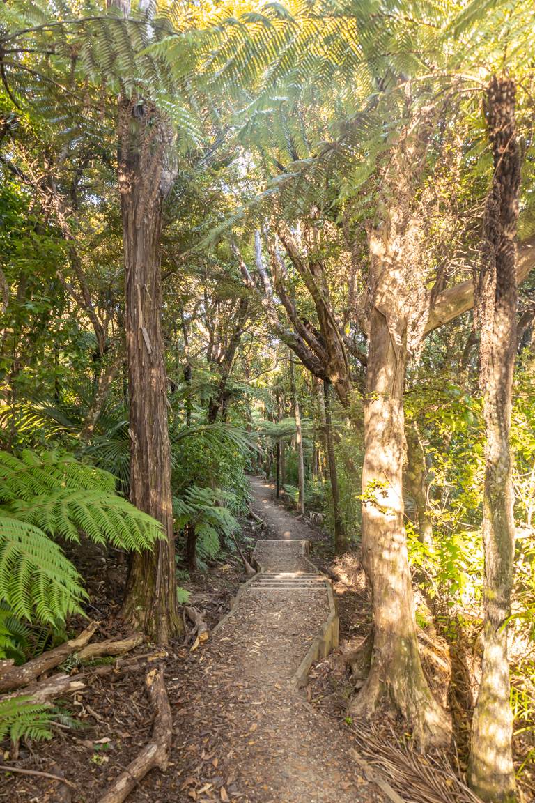 omanawanui track forest