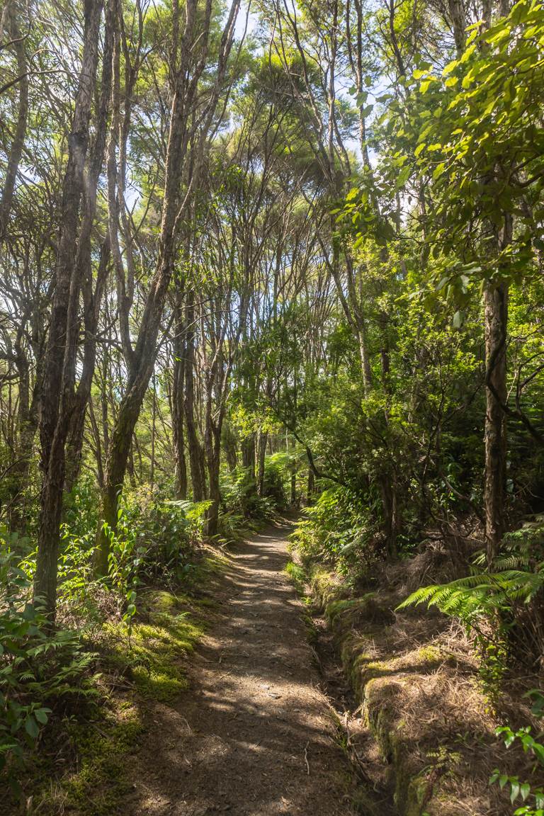 New Zealand native bush in Hunua Ranges