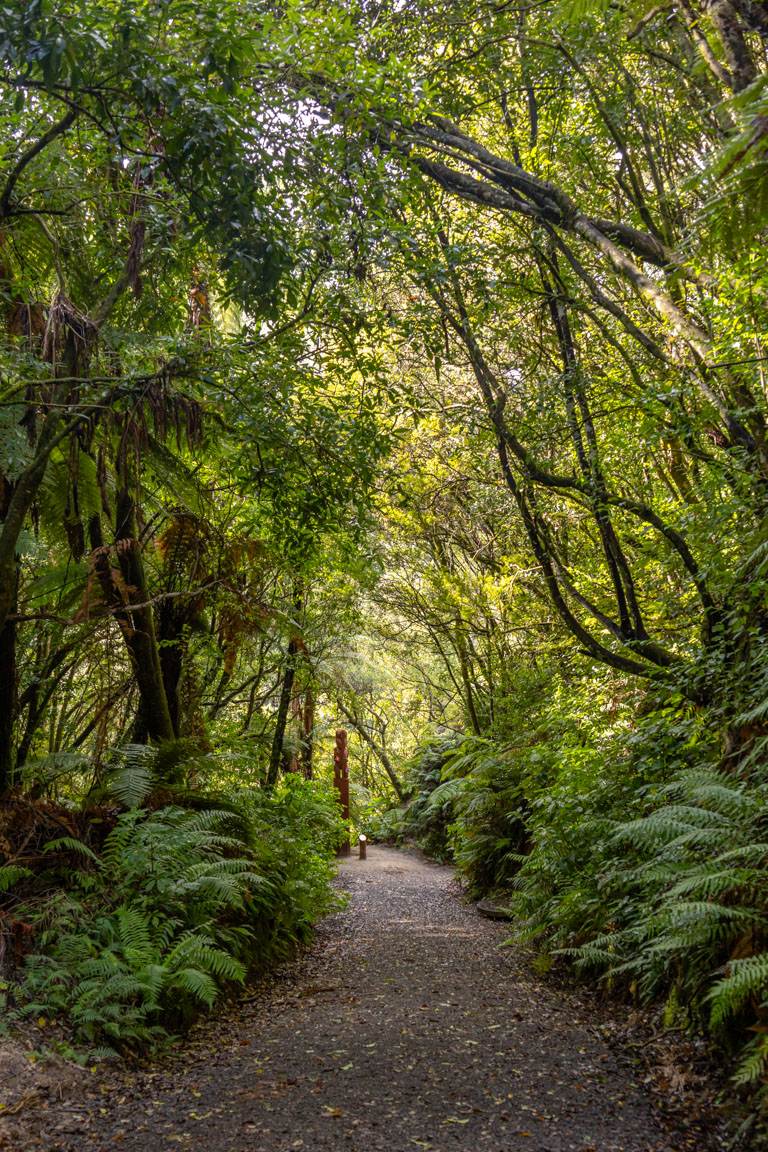 trail to the first lookout through New Zealand bush