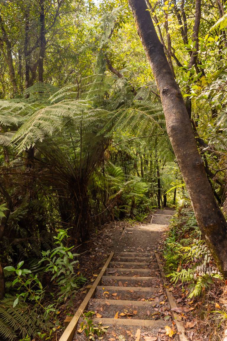 stairs through New Zealand native bush track