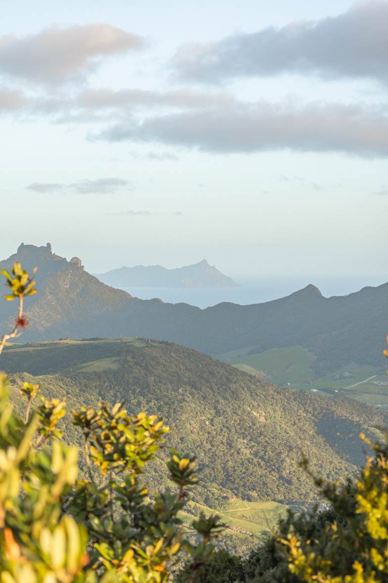 New Zealand forestry from mount manaia