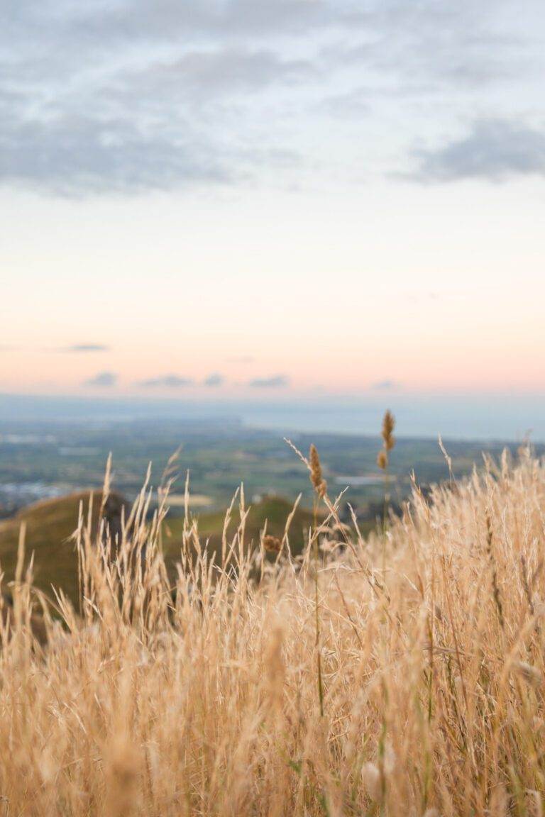 close up of grass at sunset on top of te mata