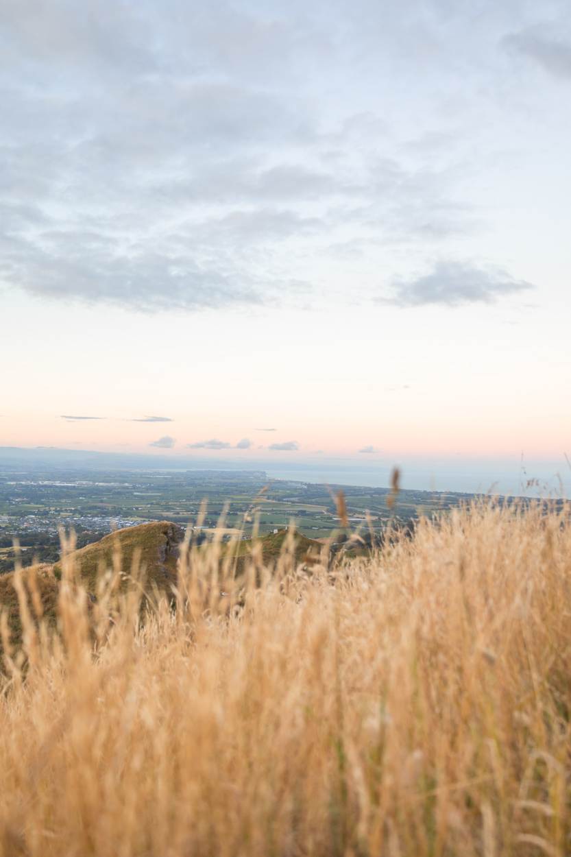 close up of grass on top of te mata during sunset