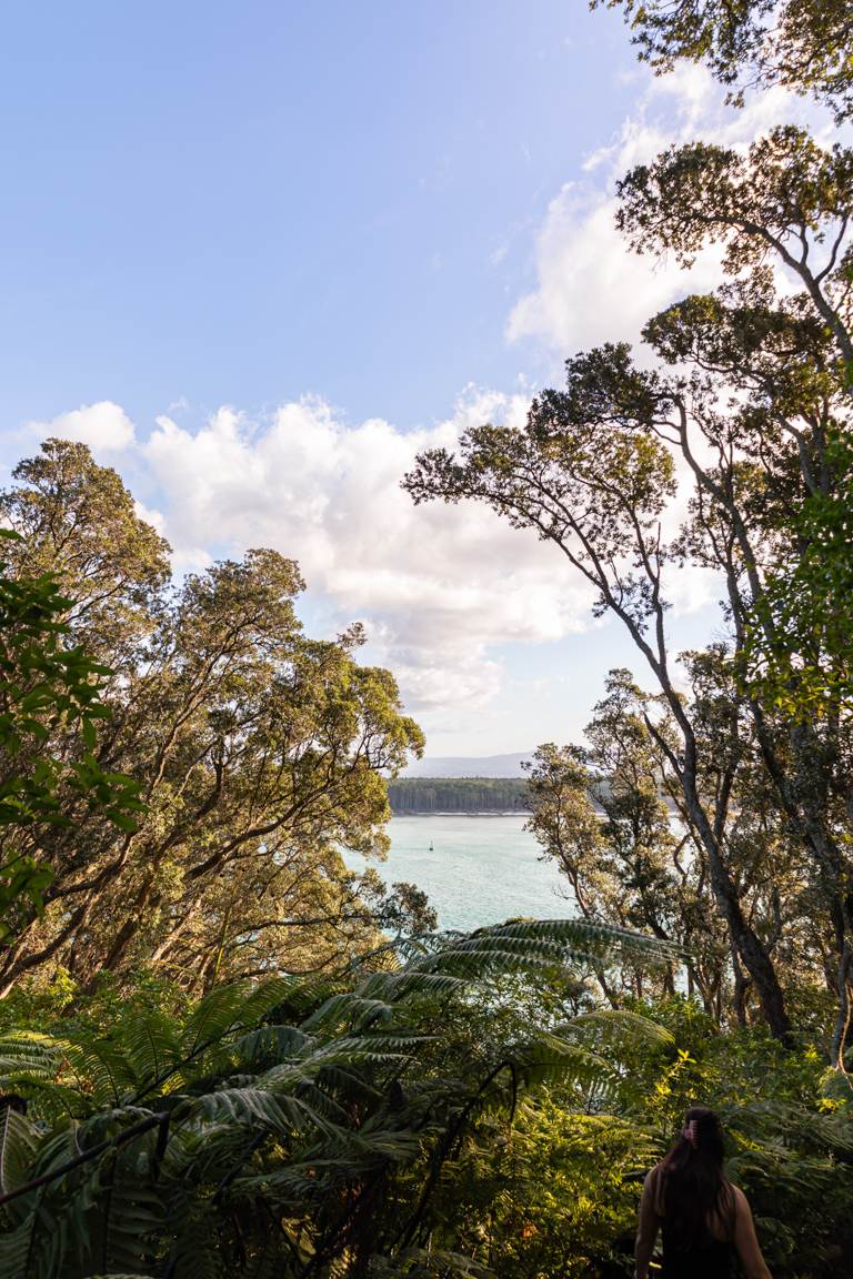 Mount Maunganui New Zealand native bush