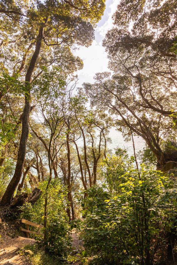 Mount Maunganui New Zealand native bush