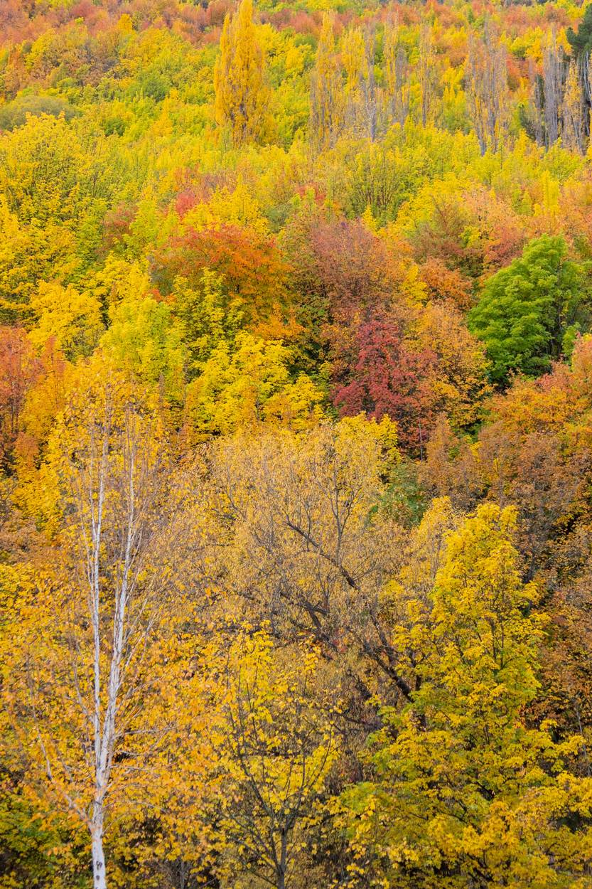 colours of autumn in arrowtown south island