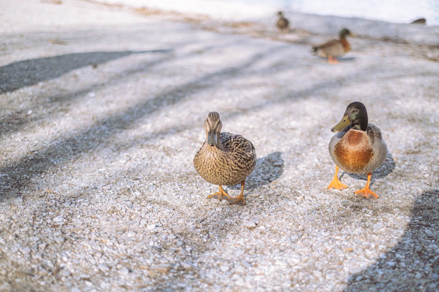 ducks on queenstown lakefront