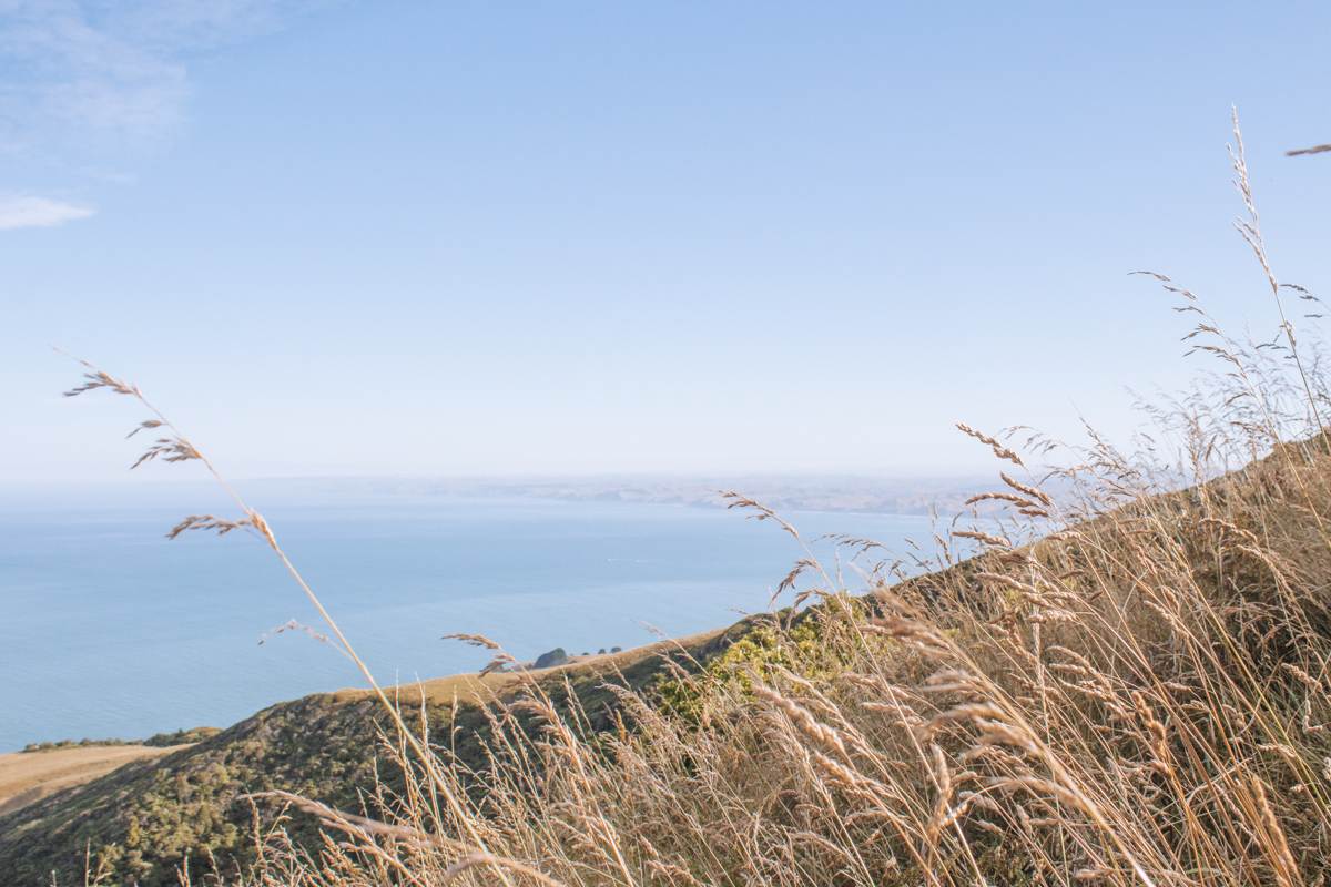 landscape view from mount karioi trail new zealand