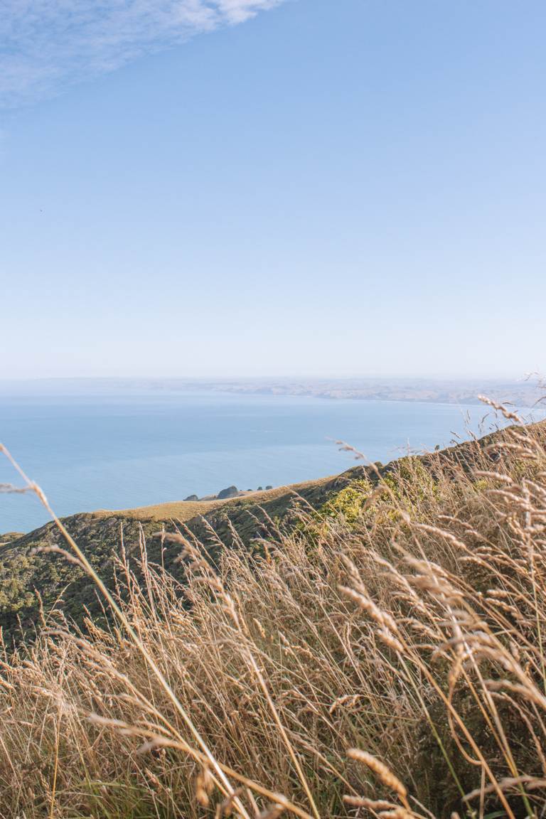 landscape view from mount karioi trail of coast