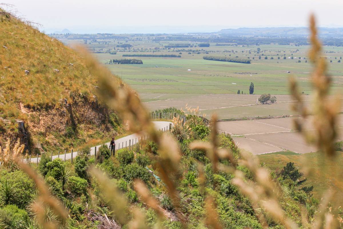 view of papamoa hills regional park walking trail