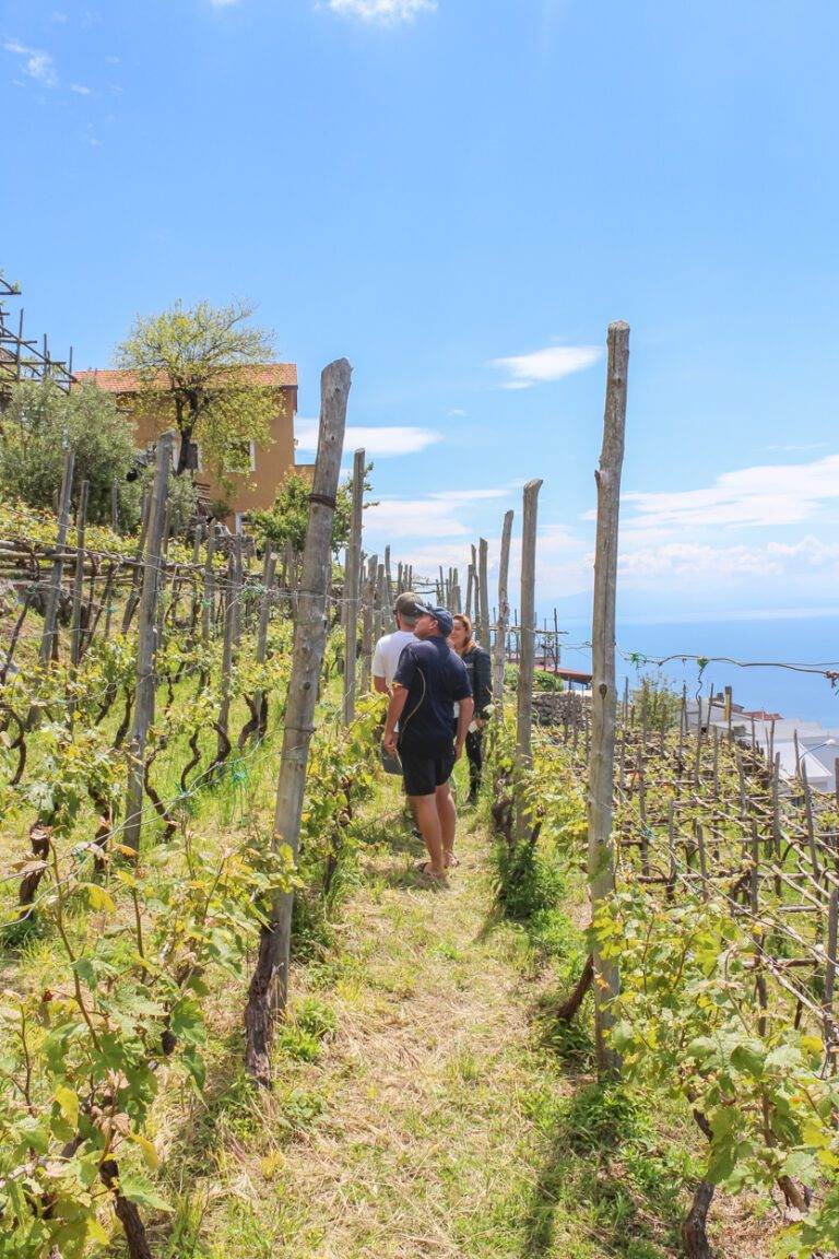 looking through winery vines in amalfi coast