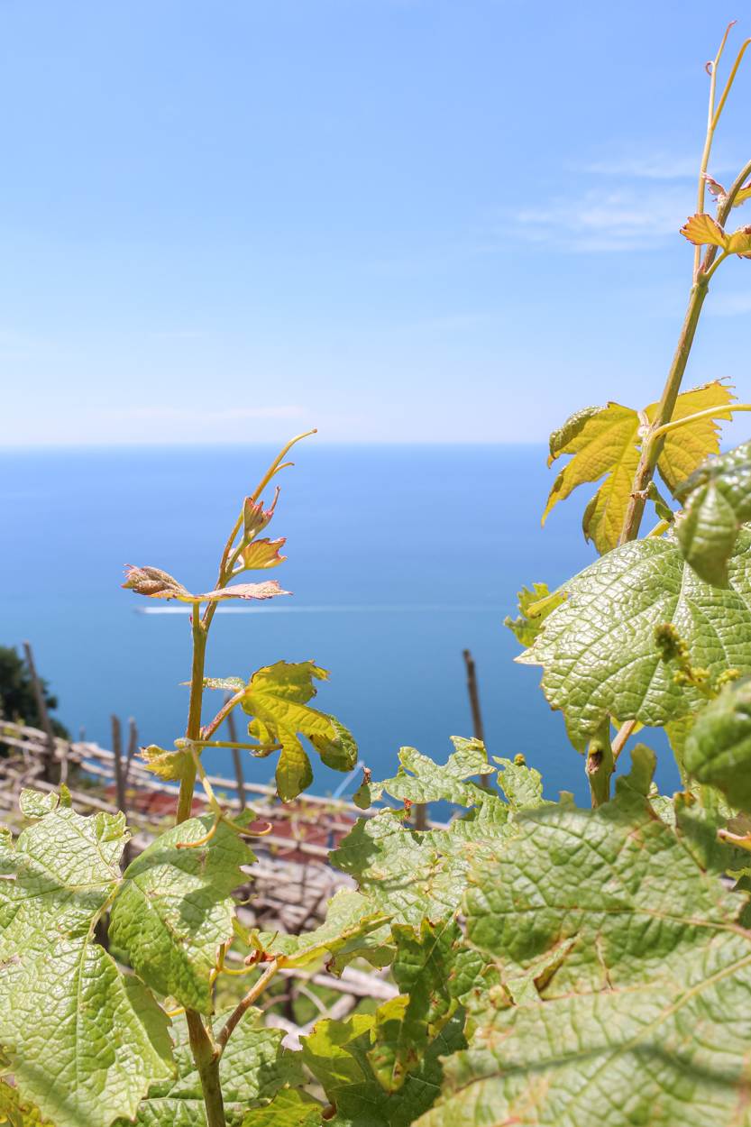 winery vines along amalfi coast