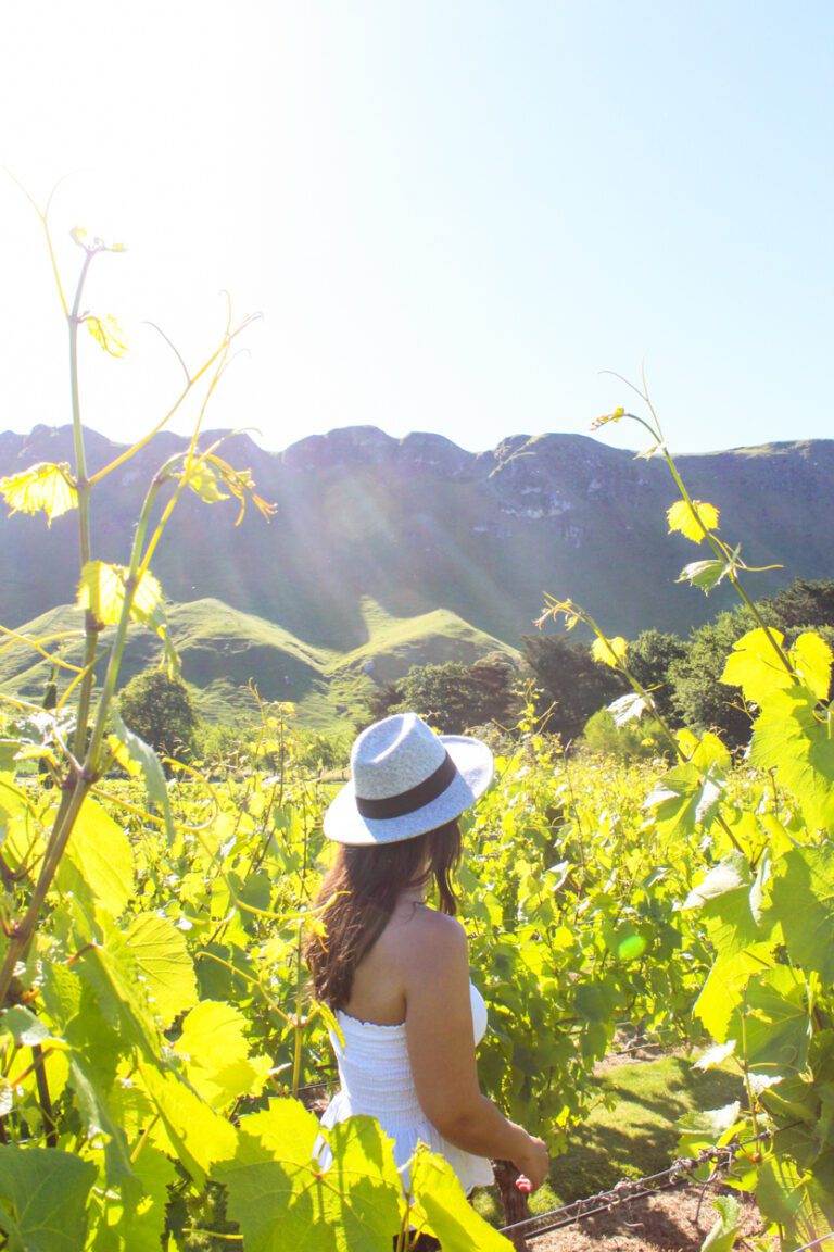 te mata wineries in the north island showcasing landscape photography