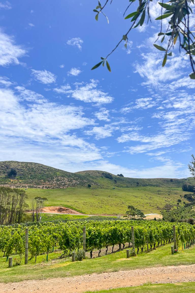 vineyard in summer in new zealand