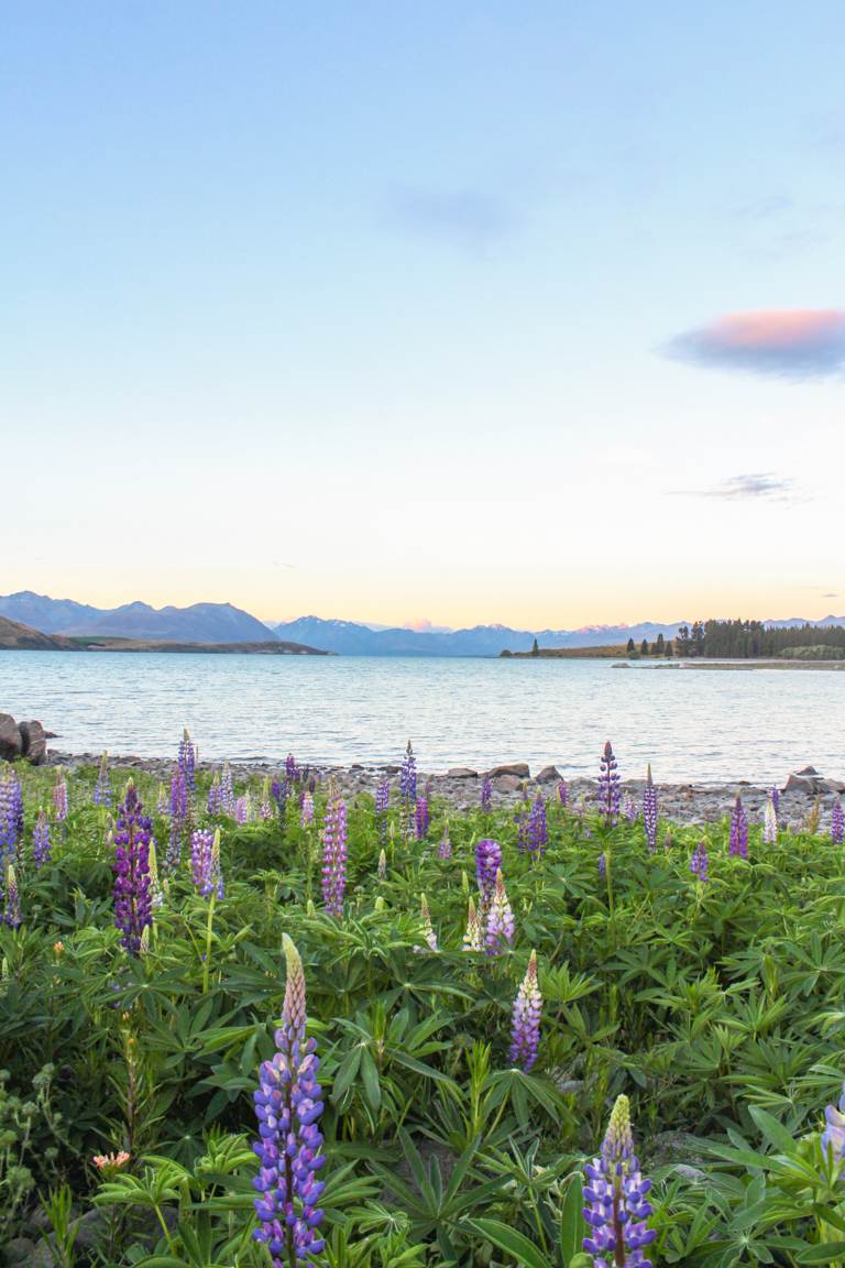 South Island landscape photography of lake tekapo in new zealand summer