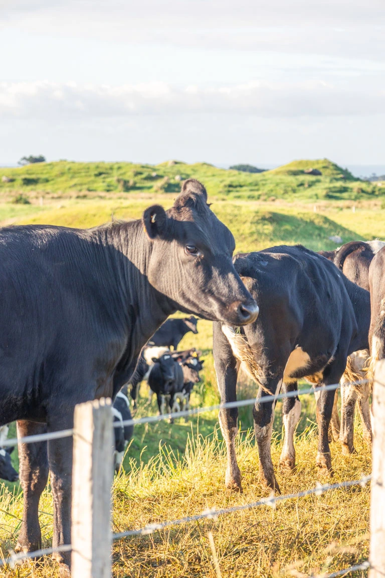 New Zealand cows