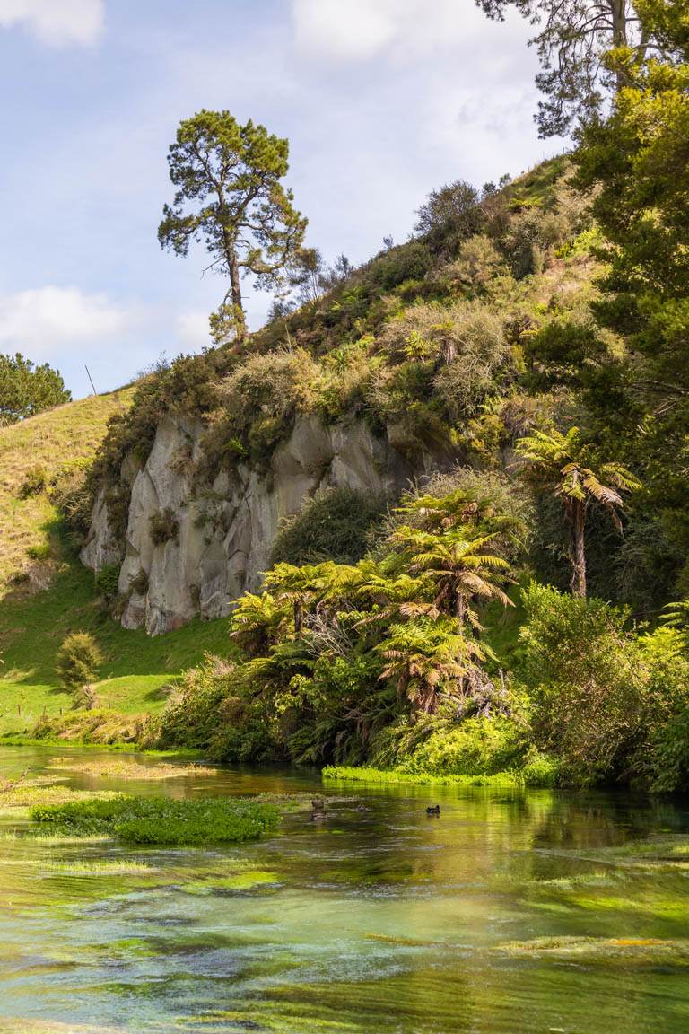 blue springs putāruru walk hills