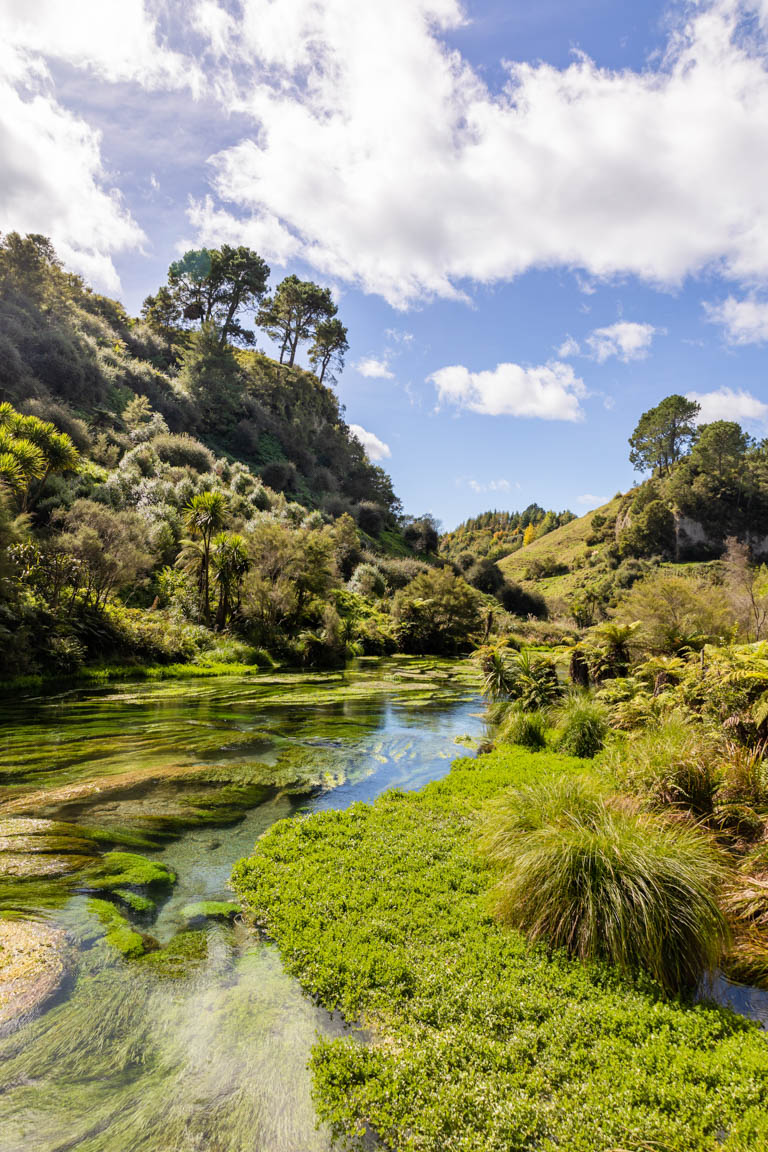 blue springs putāruru walk morning