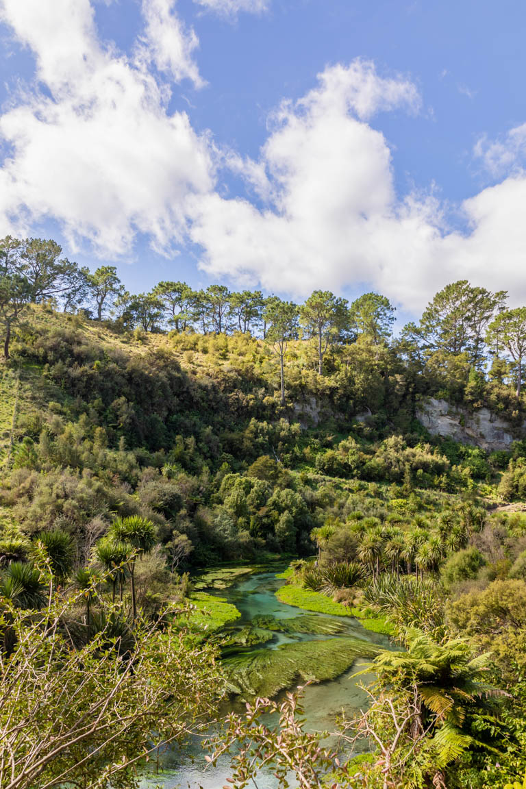 blue springs putāruru walk te waihou walkway