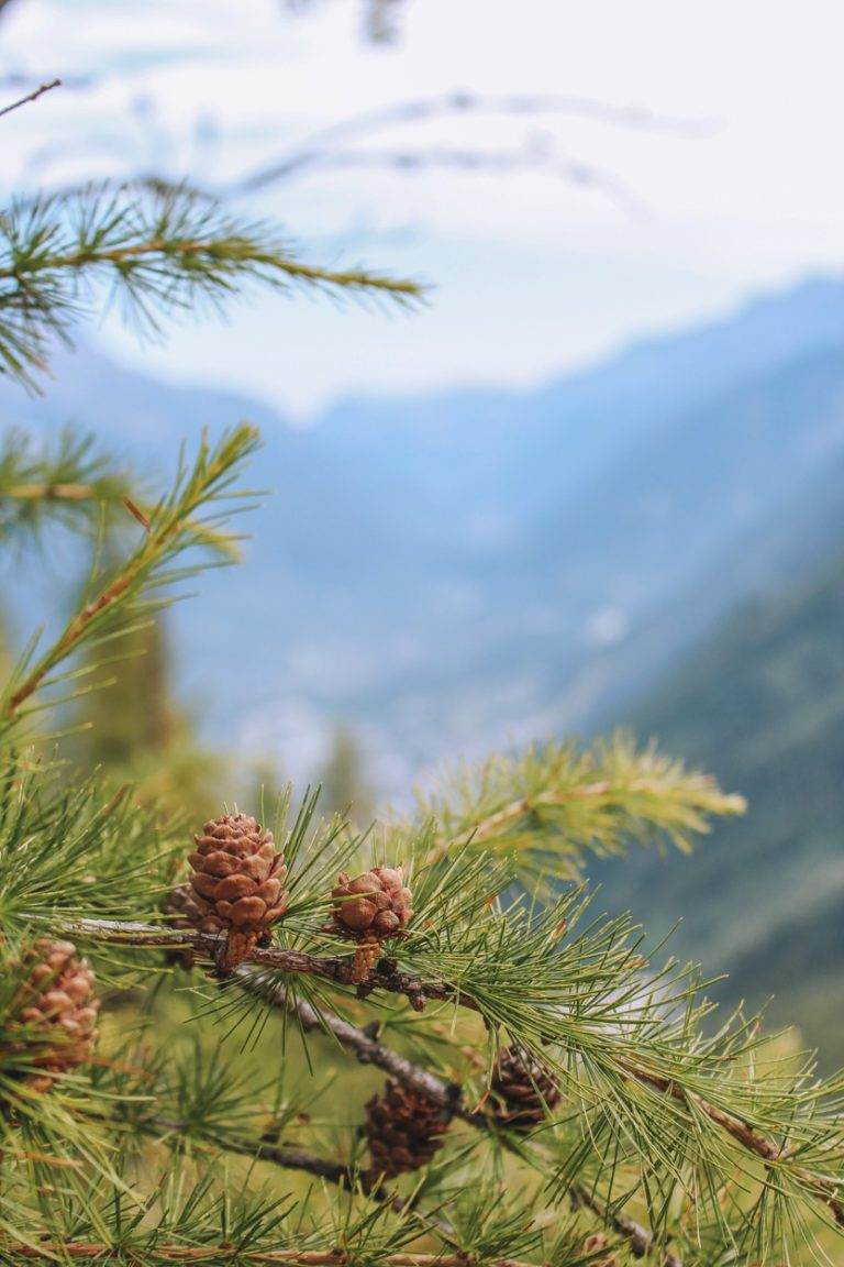 tree pines at chalet des pyramides glacier