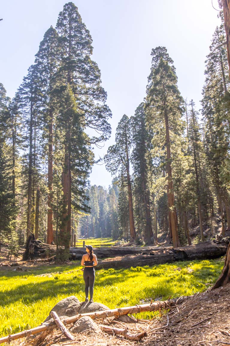 circle meadow sequoia national park