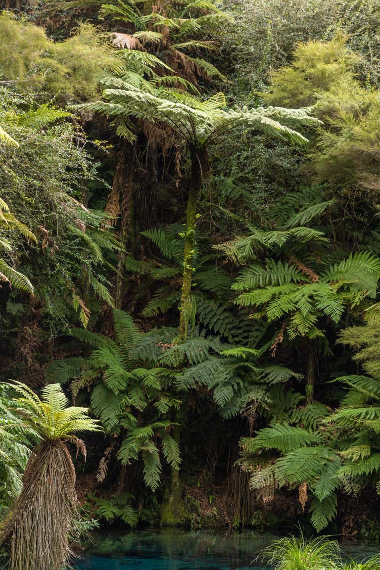 close up new zealand native bush