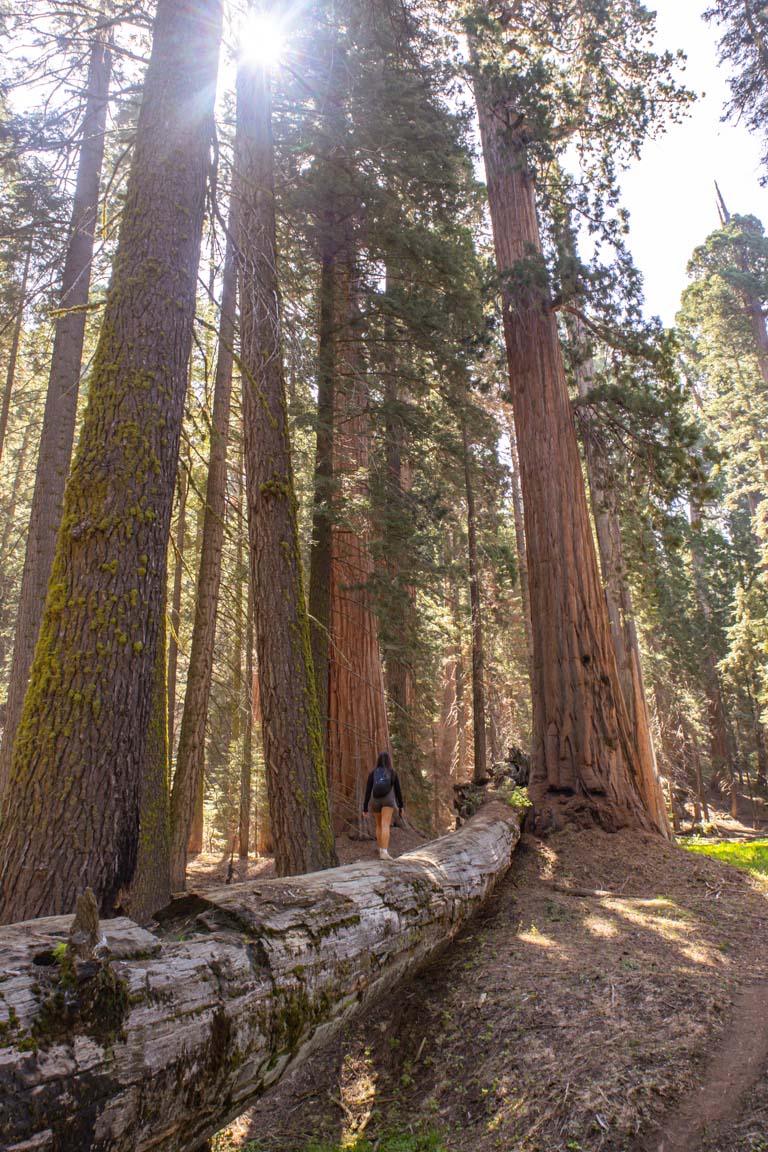 fallen sequoia tree national park california