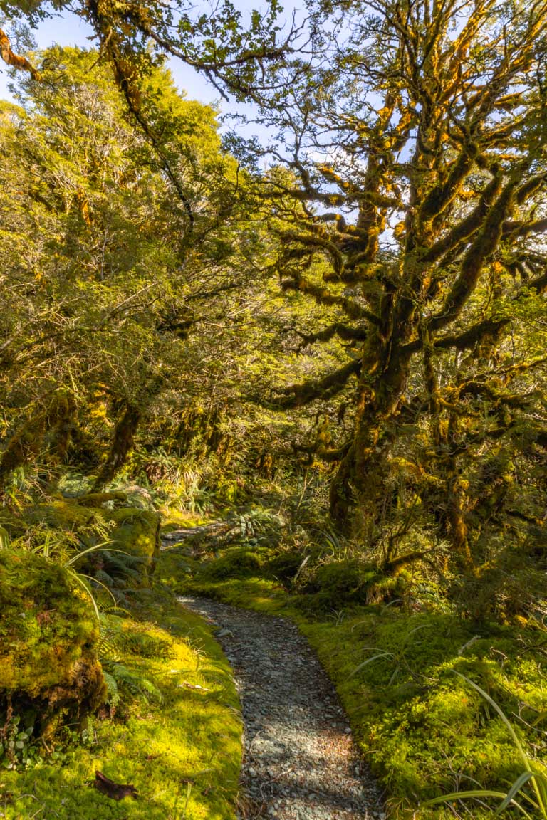 fiordland national park native forest