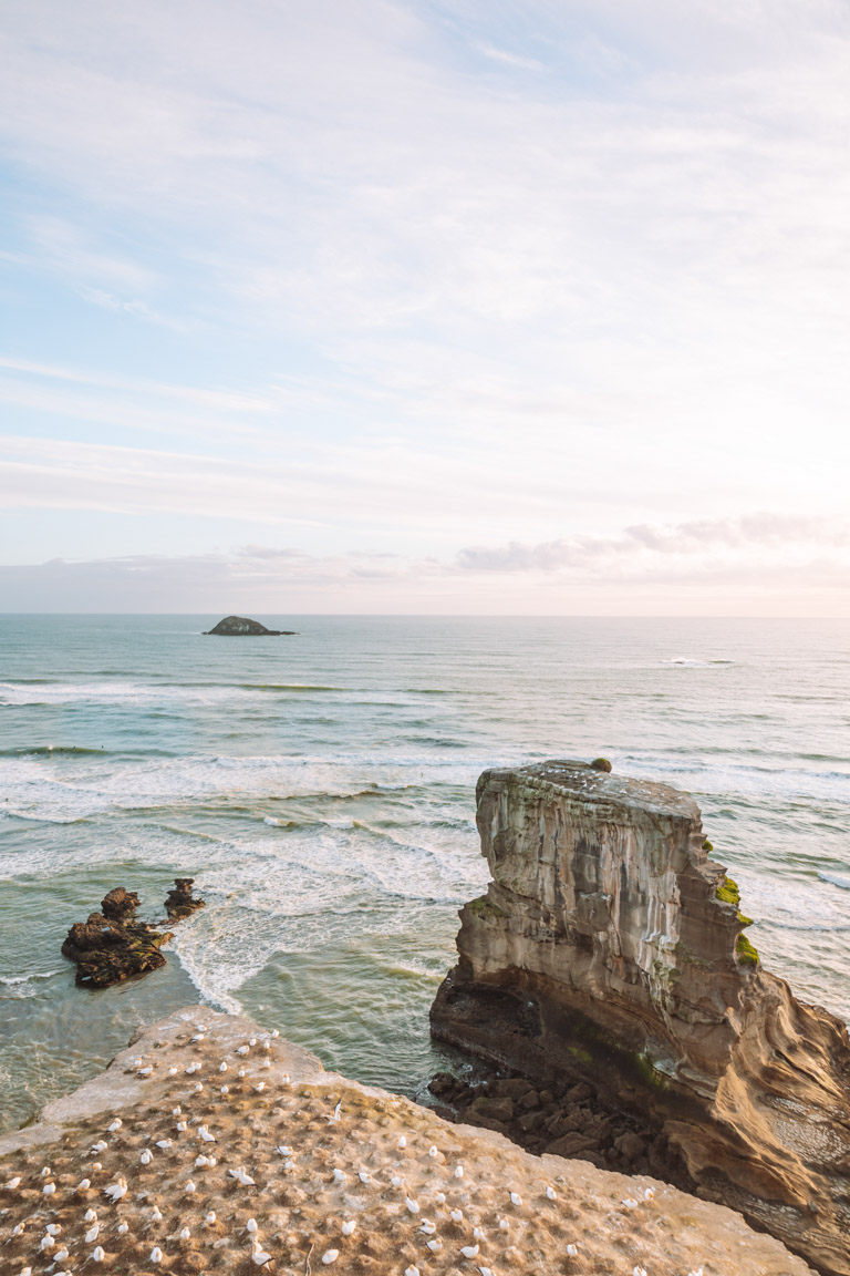 gannet colony auckland west coast