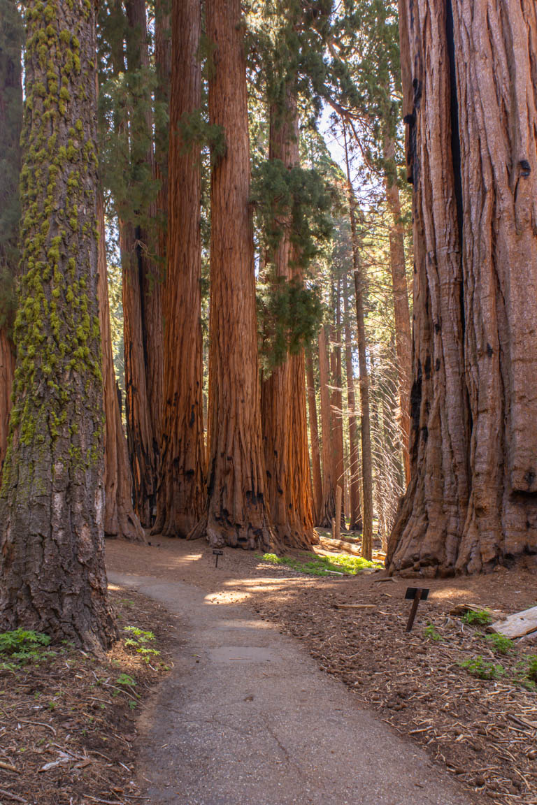 how to spend 24 hours in sequoia national park trail