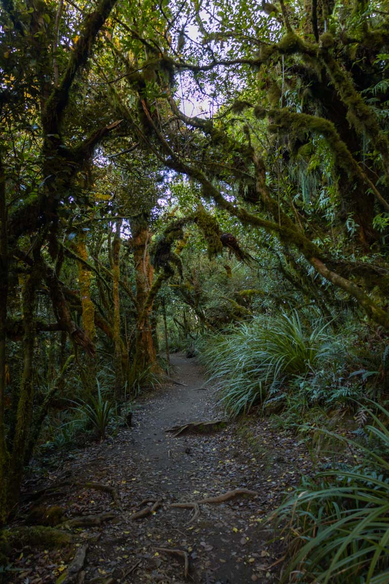 best day hikes in NZ native forest taupo