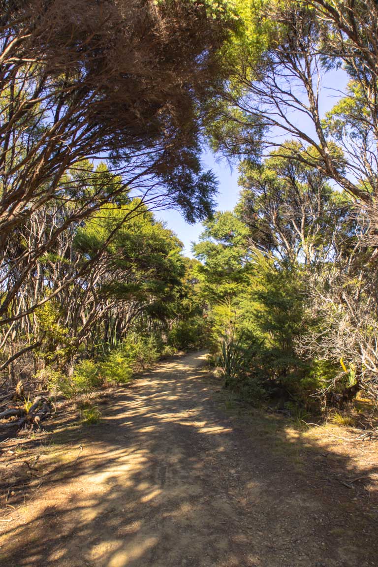native new zealand bush tāwharanui point via north and south coast tracks
