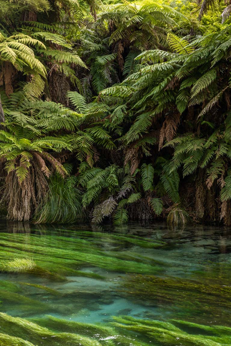 new zealand lush greenery