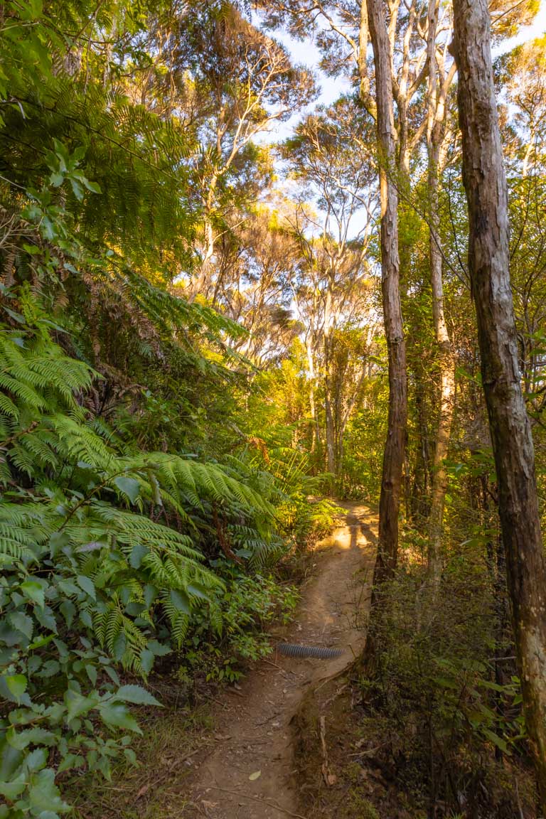 new zealand native bush