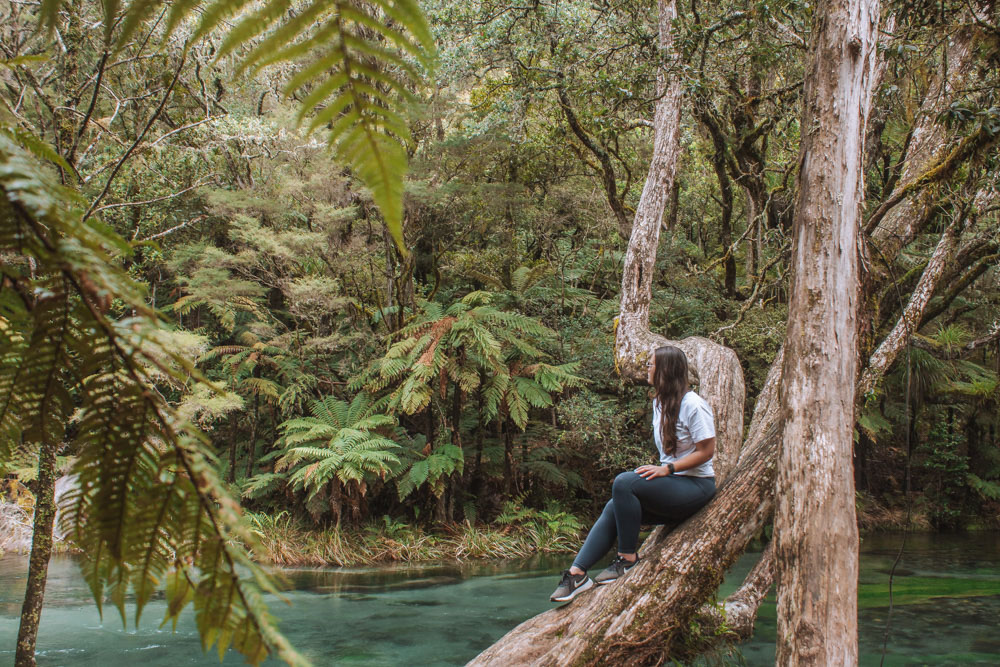 new zealand native bush river