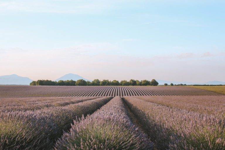 lavender field plateau de valensole provence