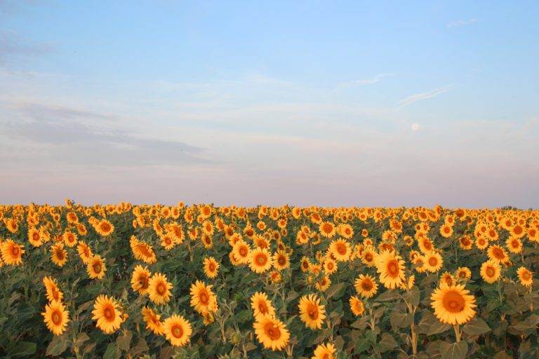 sunflowers at sunrise plateau de valensole provence