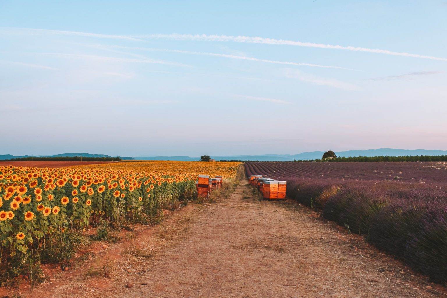 lavender sunflower field