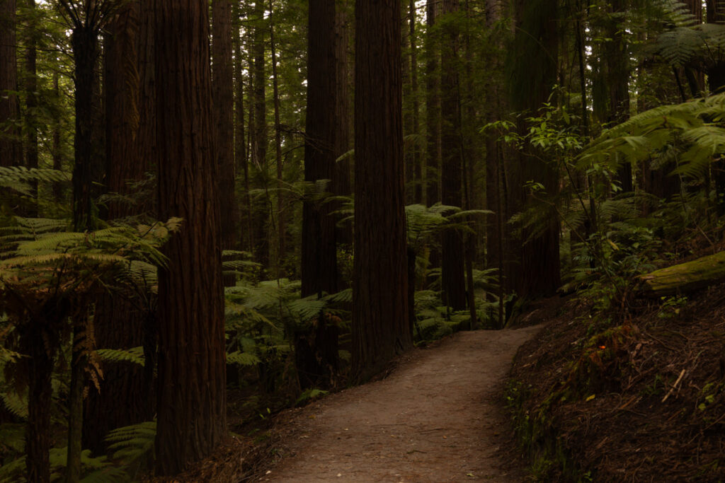 Redwoods Memorial Grove Walk Your Ultimate Guide to Whakarewarewa