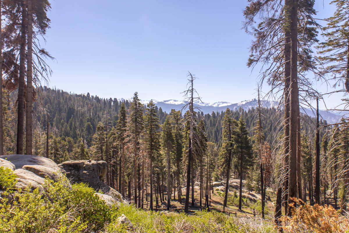 sequoia national park lookout trail photography