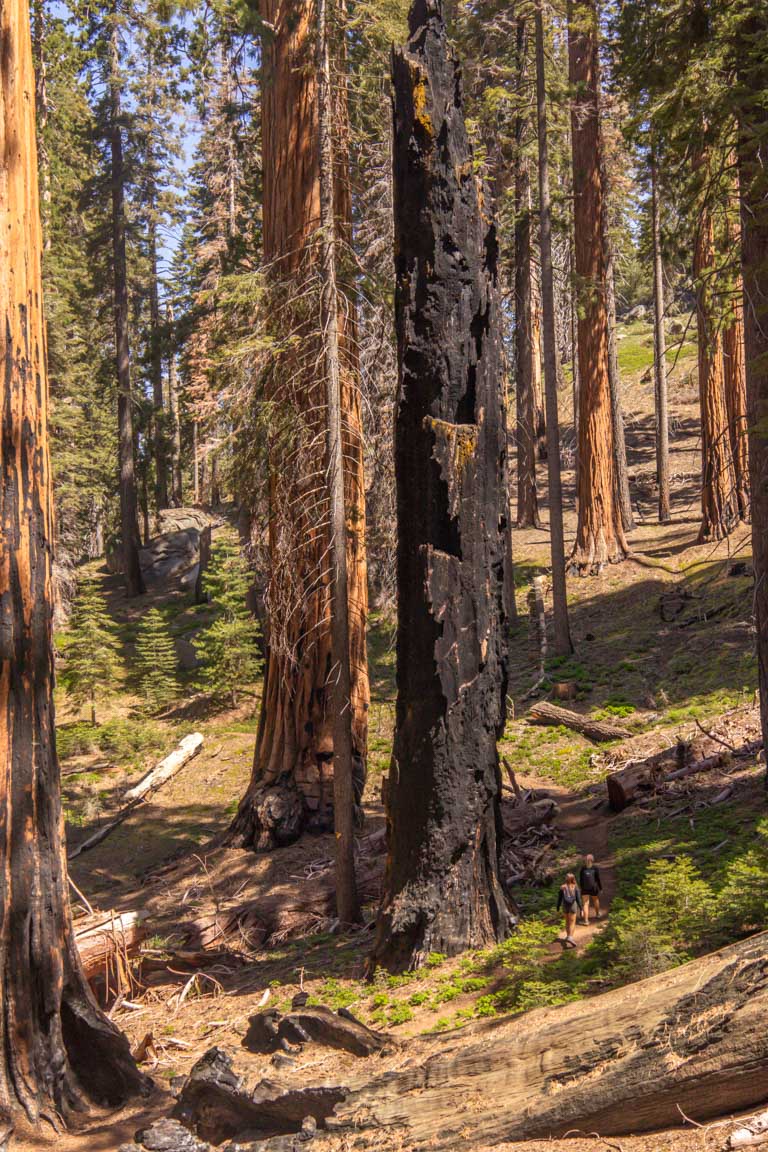 sequoia national park trail photography