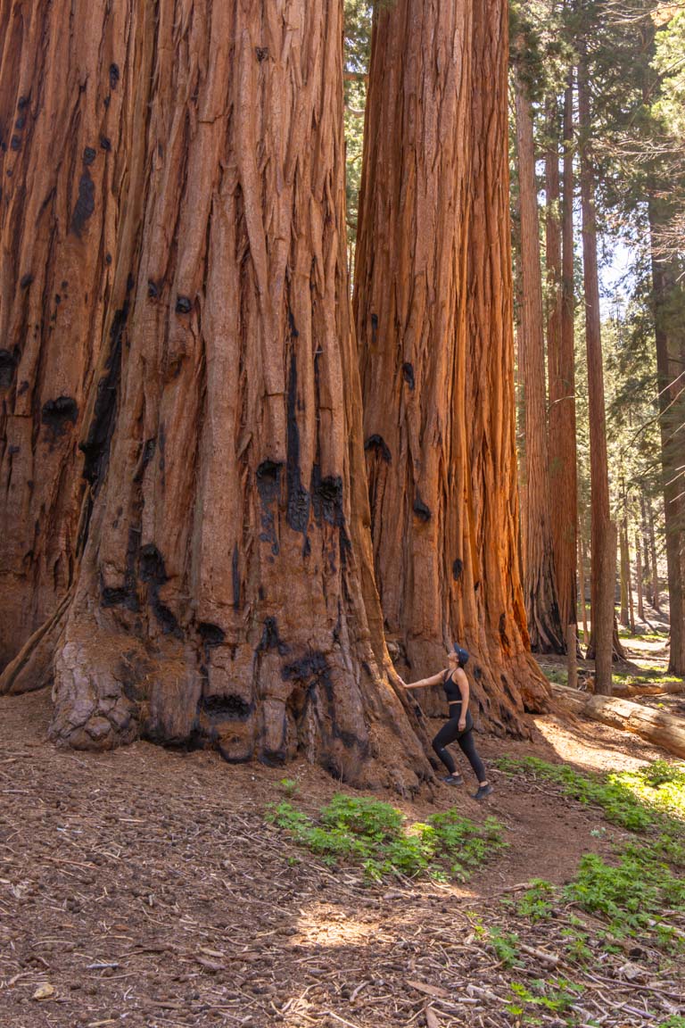 size comparison sequoia trees photography