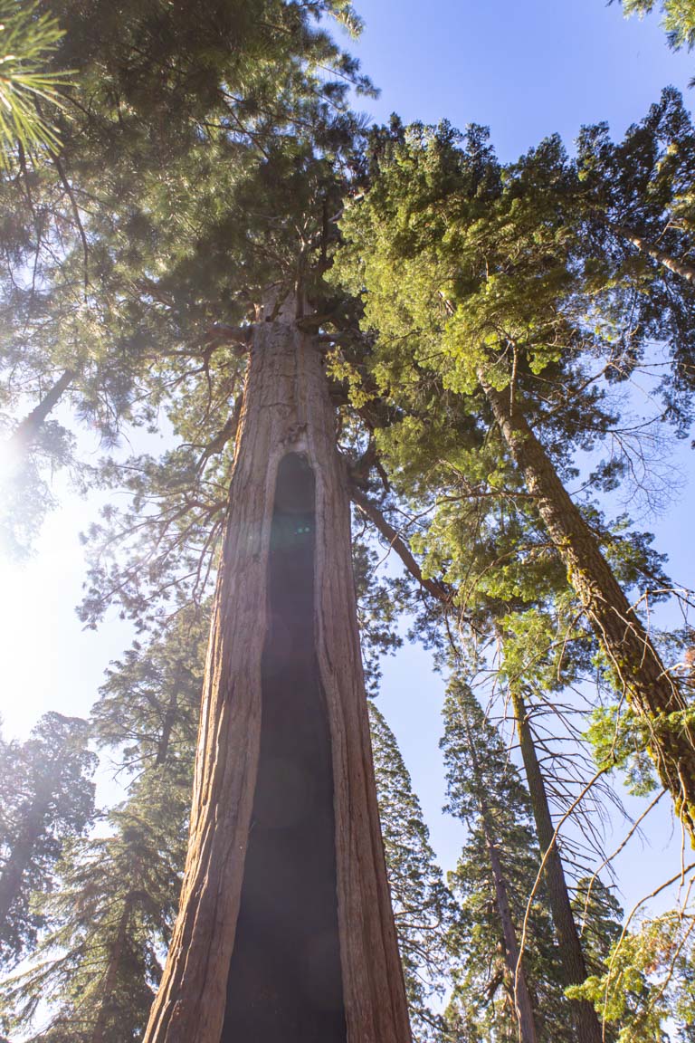 split sequoia tree