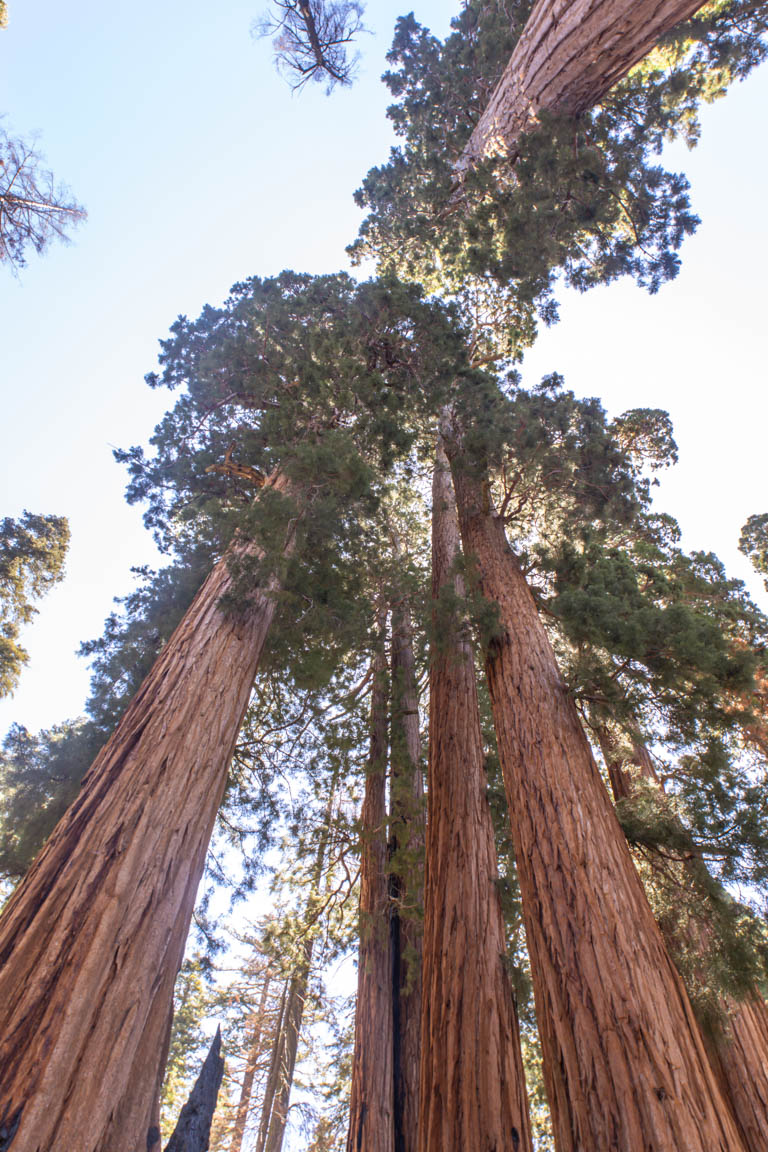 tall sequoia trees photography