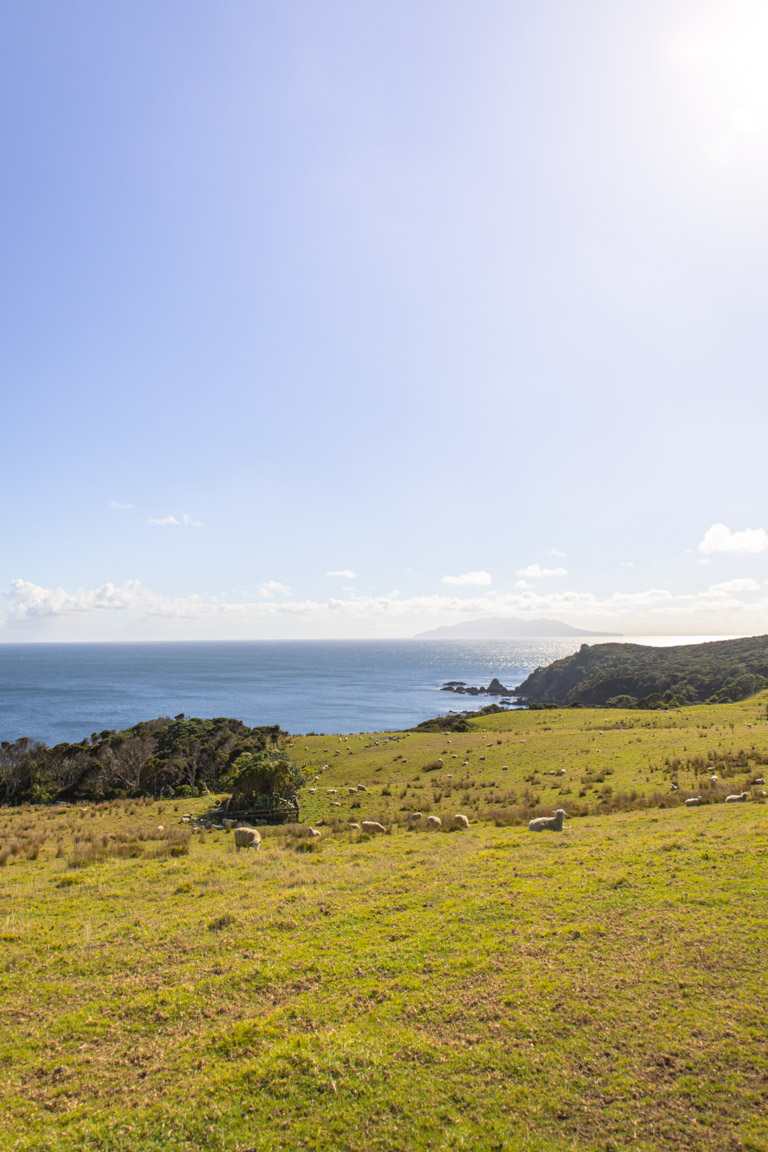 tāwharanui point via north and south coast tracks peninsular