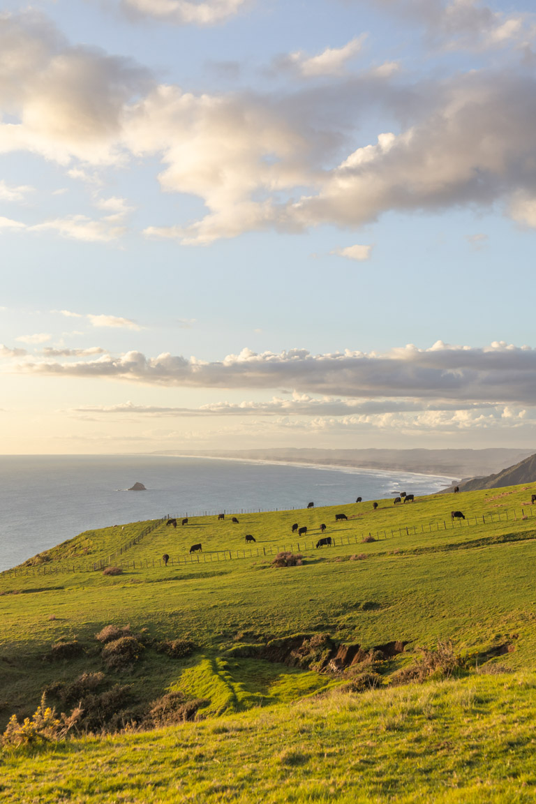 te henga walkway walks in the waitākere ranges