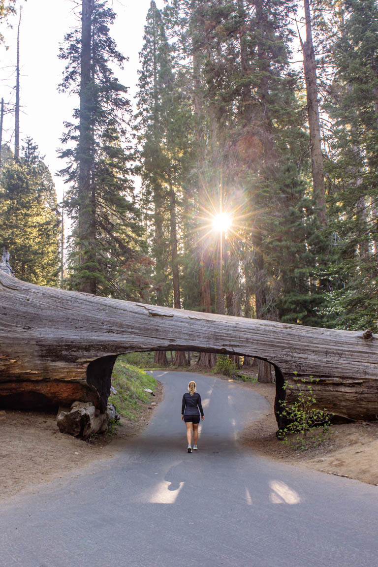 tunnel log sequoia national park sunrise morning